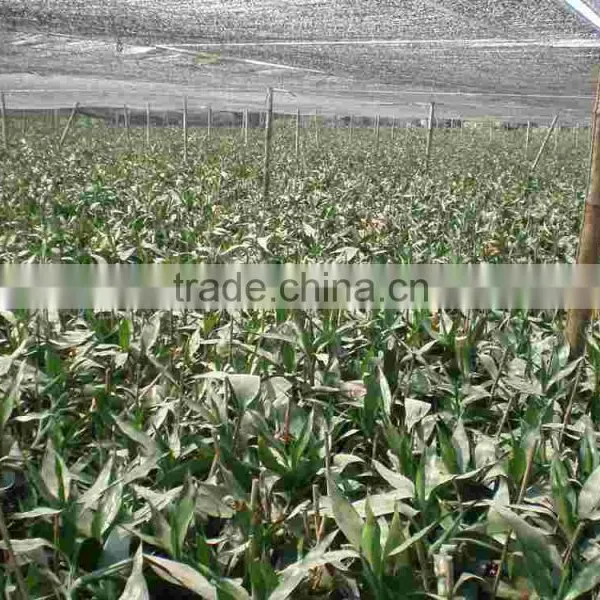 5pcs Braided Lucky Bamboo Air Bonsai Tree Dracaena Sanderiana Indoor Ornamental Aquatic Plants Nursery Garden Decoration photo-6