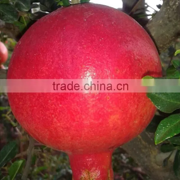 New Arrival of Fresh Pomegranate Fruit Supplier in India / Malaysia / Singapore / Dubai / Maldives / Sri Lanka photo-6