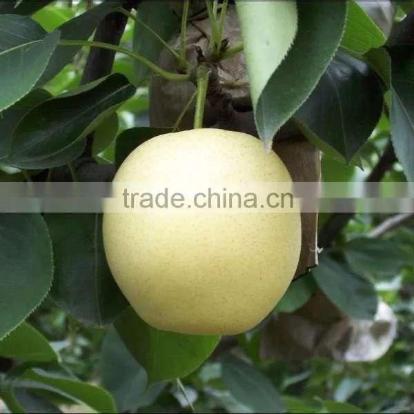 Golden Pear photo-3