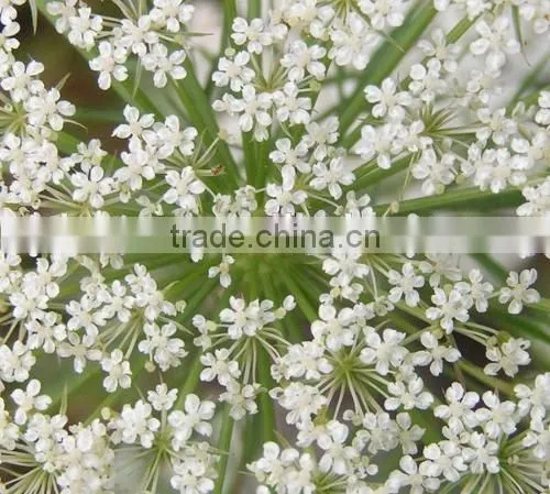 Factory Price Cnidium Fruit Extract With Cas No.: 484-12-8 98% Osthole photo-3