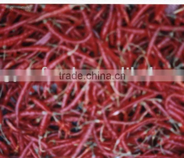 Red Chillies Yunnan