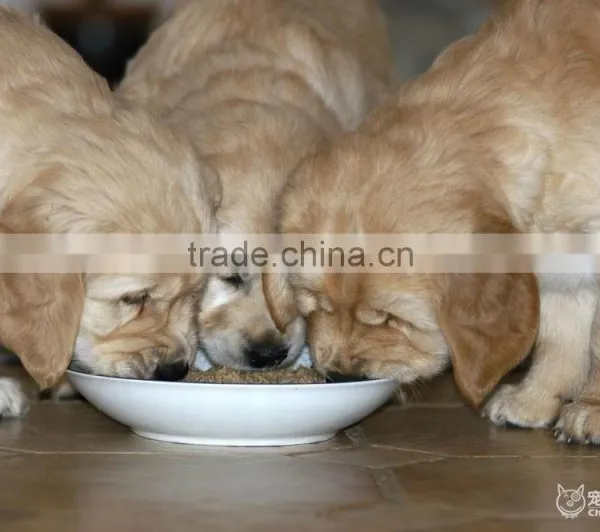 A Short Time Machines to Make Pet Pellet Food photo-3