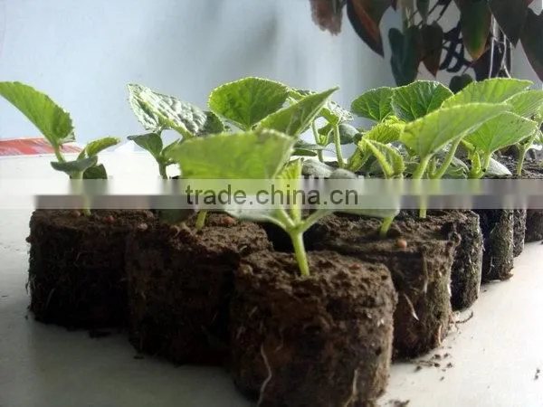 New Products Hotsale Rice Starting Seed Trays photo-5