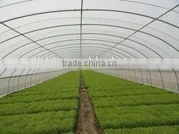 Baolida Single Span Green House photo-5