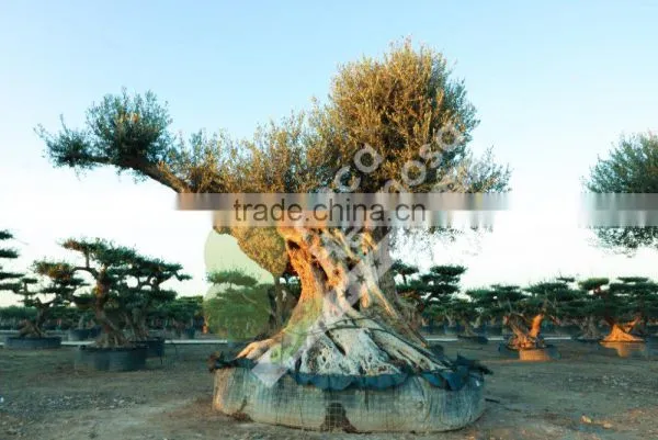 Fargas Collection - Millenary Olive Trees photo-5