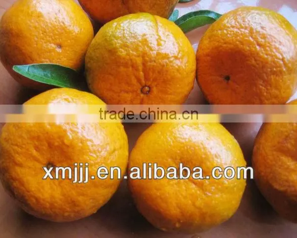 Fresh Oranges