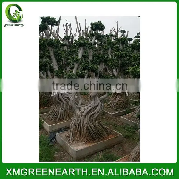 Ficus Microcarpa Multiroots 2m (1) photo-3