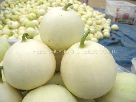Sweet Star No.21 Resist Diseases Hybrid Musk Melon Seeds photo-2
