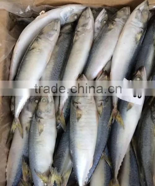 Frozen Scomber Japonicus With Size 6 -8 Pcs / kg photo-5