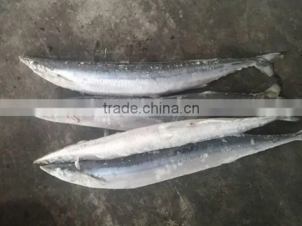 2015 Seafrozen Pacific Saury Whole Round 0#:140g+ photo-3
