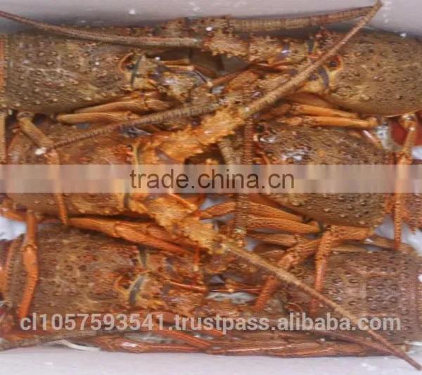 Live Spiny Rock Lobster photo-5