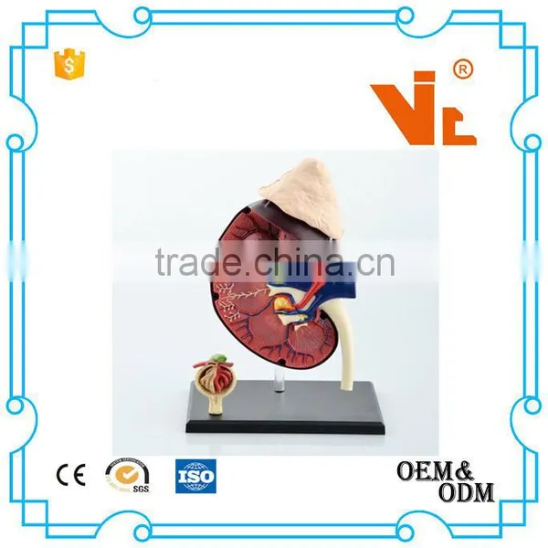V-HM05 4D MASTER Human Kidney Structure Model photo-2
