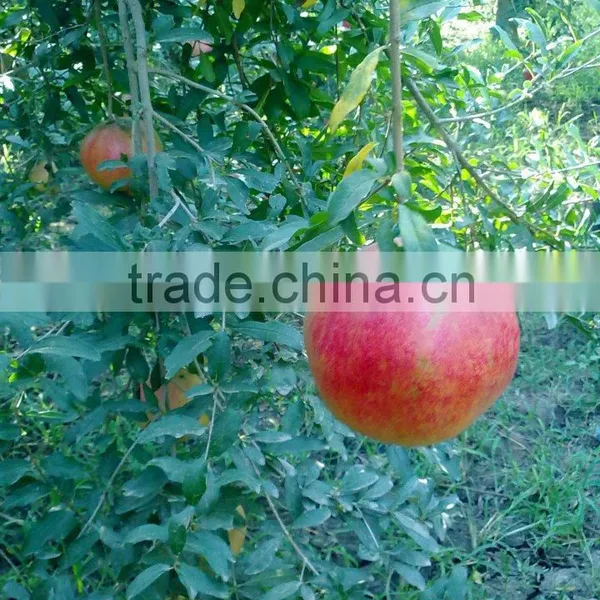 Fresh Pomegranate