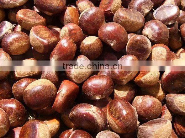 Fresh Chestnut
