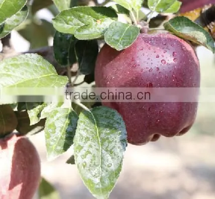 2016 New Crop Huaniu Apple Fresh Apple China Gansu Tianshui Huaniu Apple