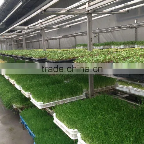 Hot Sale Bud Seeding Machine/ Seed Planting Machine for Sale photo-2