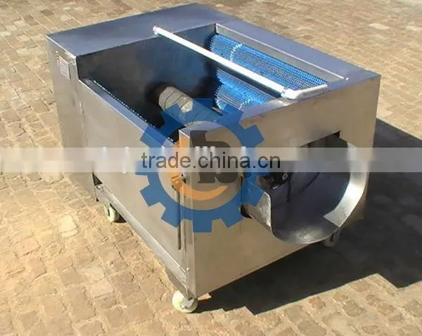 Fresh Ginger Washing and Peeling Machine photo-2
