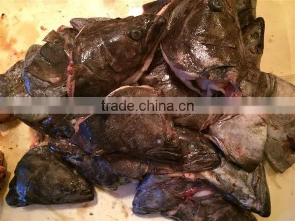 Greenland Halibut Fish Head photo-3