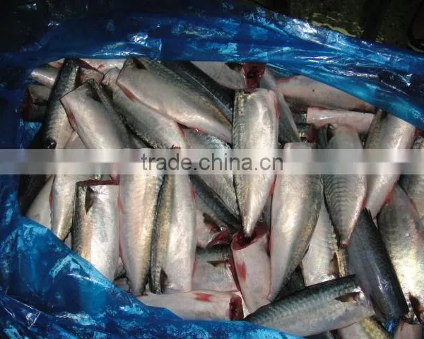 Land Frozen Pacific Mackerel Headless photo-2