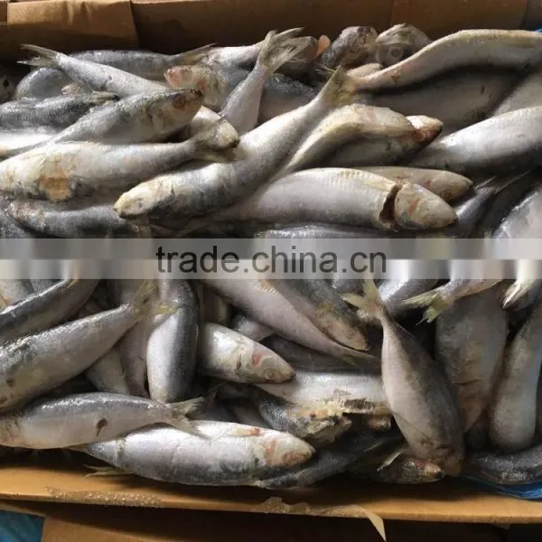 Land Frozen Good Price for Canning Trawling Sardine photo-2
