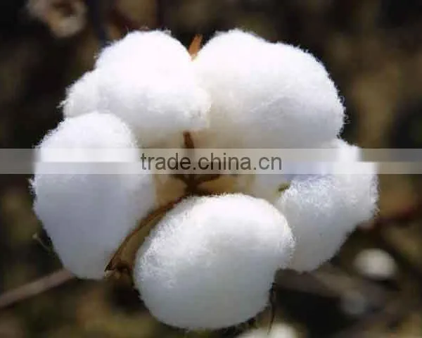 Raw Cotton