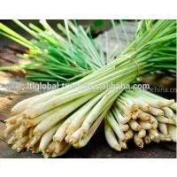 Sell Fresh Lemongrass