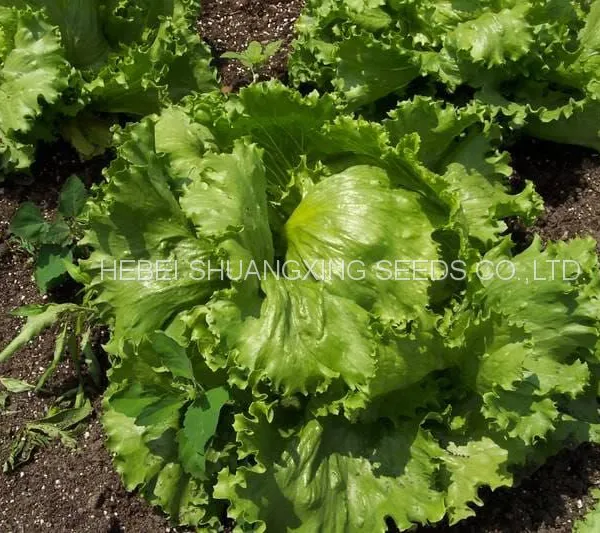 Hybrid Iceberg Lettuce Seeds With Competitive Price photo-3