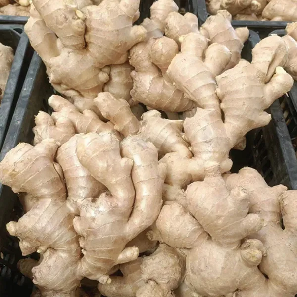 Fresh Ginger