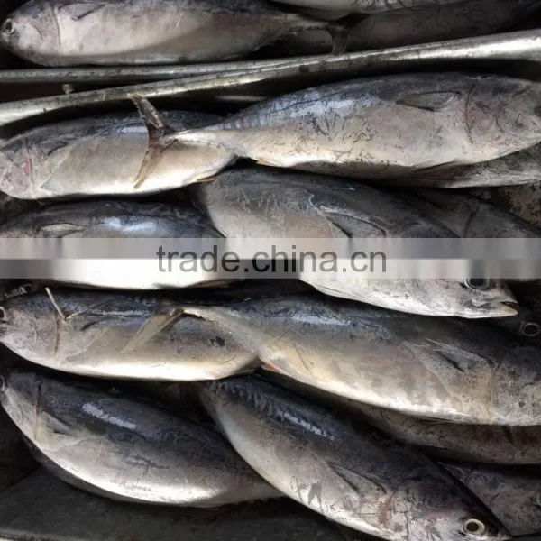 New Catching Seafrozen Bonito photo-5