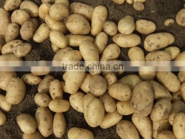 2015 Best Quality of the Potato in Anqiu photo-3