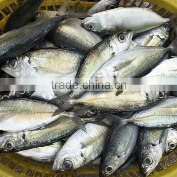 Big Eye Round Scad