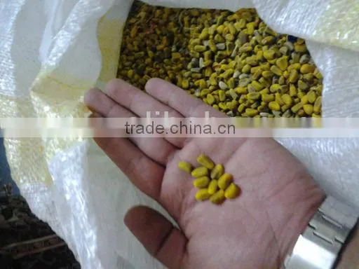 Bottle Trees Seeds, Brachychiton Acerifolius Seeds