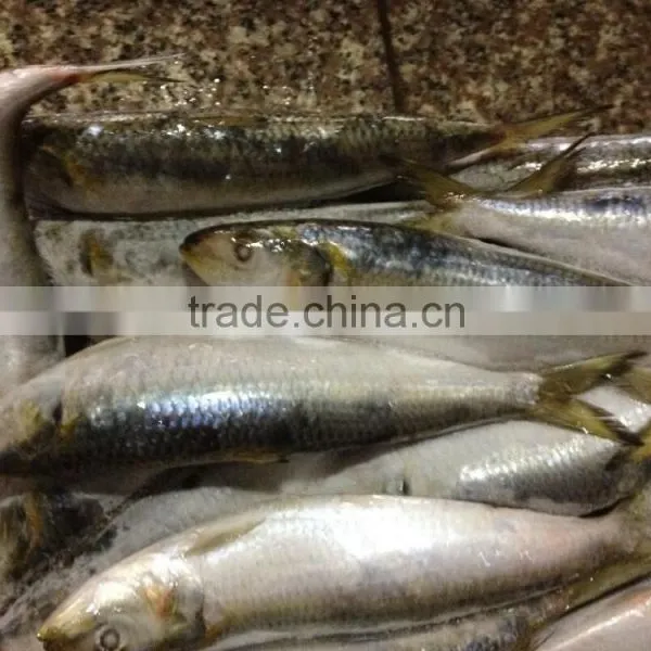 Hot Sale Fresh High Quality Sardine 140-160g,Lighting photo-3
