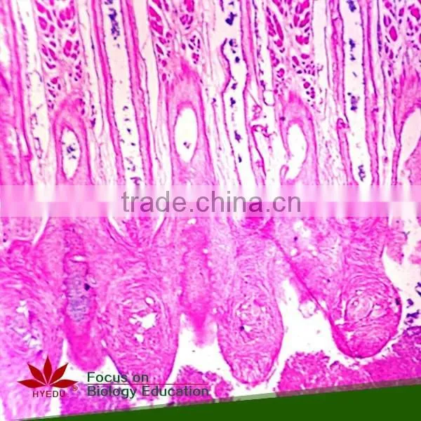 Supply Animal Round Coverglass Student Biological Teaching Slides Individual Microscope Prepared Slide photo-5