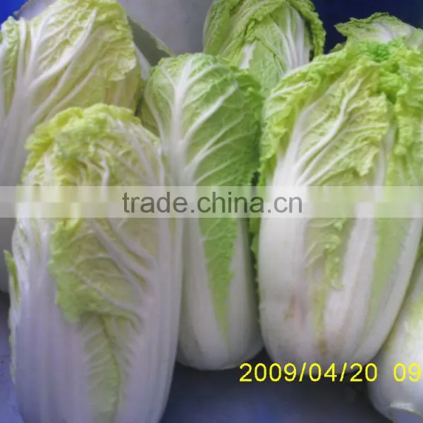 Chinese Cabbage Fresh Green-yellow Cabbage photo-6