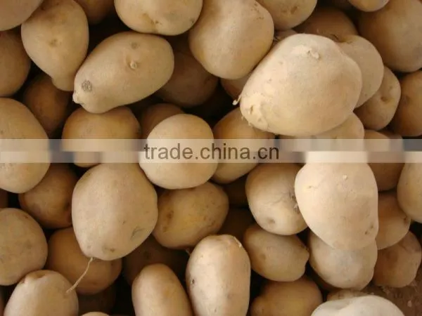 Holland Seed Potato From Pakistan