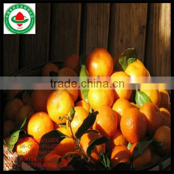 Chinese Fresh Mandarin Orange