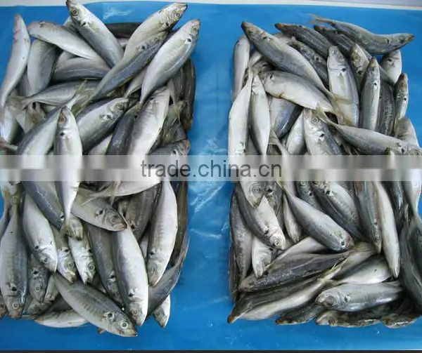 Frozen Horse Mackerel Fish Seafood Supplier for Thailand Buyer photo-3