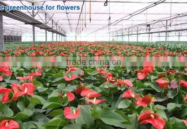Vegetable Greenhouse photo-2
