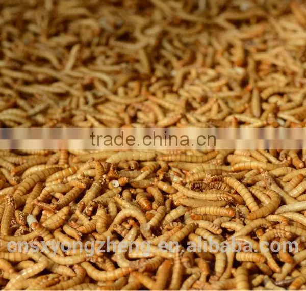 Chicken Farms Like Poultry Feed Dried Mealworms photo-2