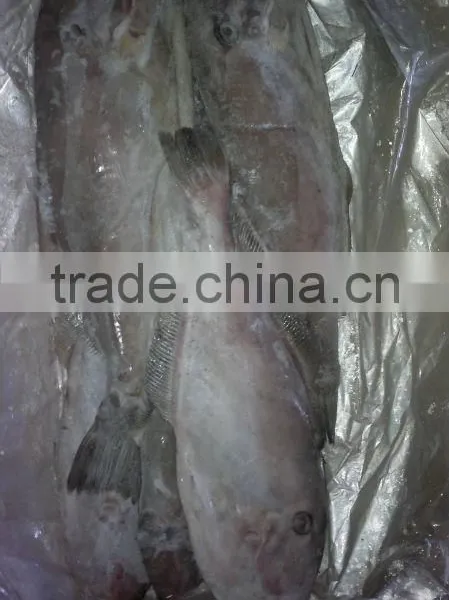 Frozen Leather Jacket Fish Whole photo-5