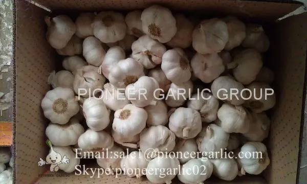 Chinese Natural 5cm Red Garlic Loose Packing In 10kg Box photo-3