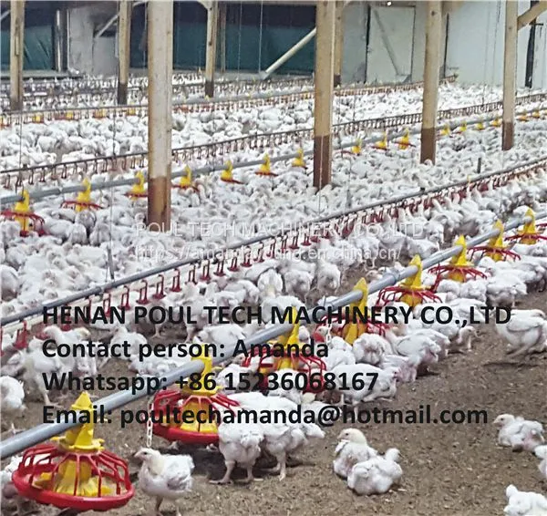 Ecuador Poultry Farm Equipment Automatic Broiler Floor Raising System & Chicken Deep Litter System With Automatic Drinking& Feeding System in Chicken Coop photo-2