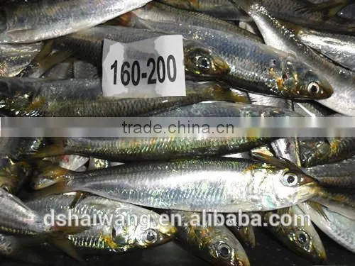 Frozen Sardines for Canning With Size 160-200 Pcs / 10kg photo-2
