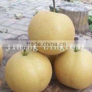 2016 Good Quality of the ya Pear photo-3