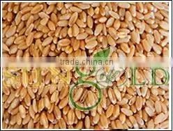 Wheat