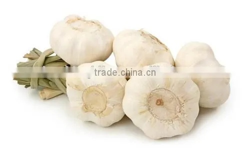 Garlic Oil FCC photo-2