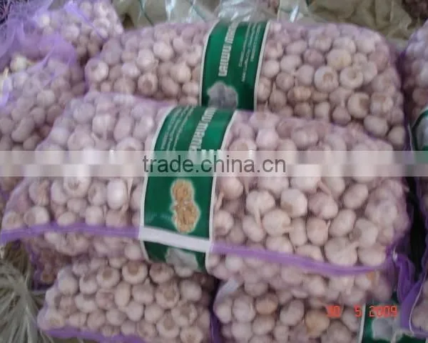 Chinese Normal Garlic photo-4