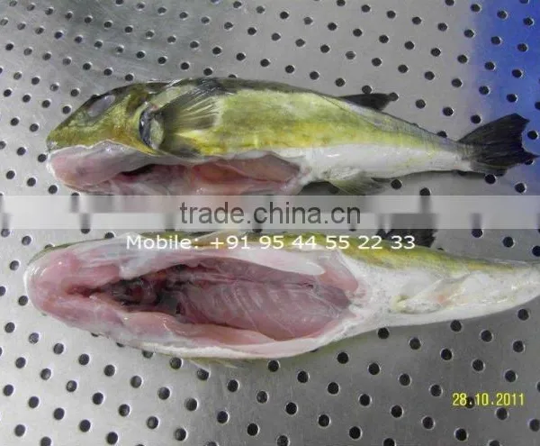 PUFFER FISH / GLOBE FISH / FUGU FISH / LAGOCEPHALUS GLOVERI