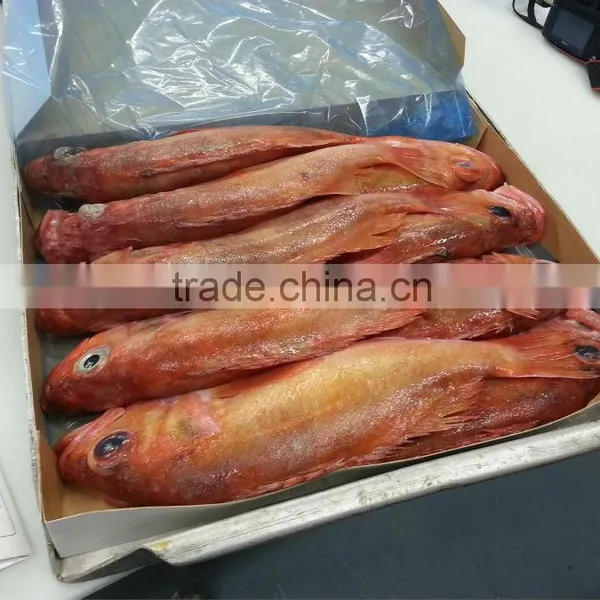 RedFish Whole Round photo-2